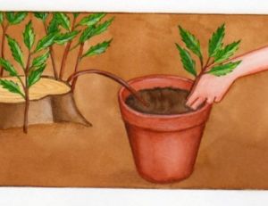 Marcottage en pot