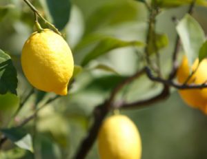 Planter un citronnier