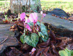 Planter, cultiver, et entretenir les cyclamens