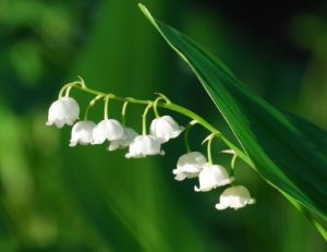 Planter du muguet