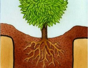 Planter des plantes de terre de bruyère
