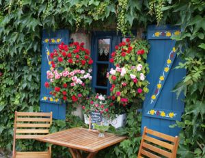 Habillez votre façade grâce aux plantes grimpantes