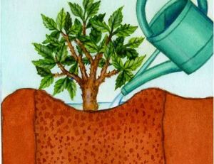 Planter des rosiers