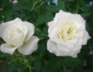 Planter et entretenir ses rosiers