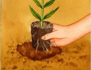 Planter des plantes vivaces