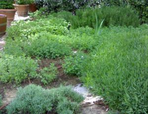 Plantes aromatiques et condimentaires