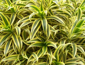 10 plantes dépolluantes