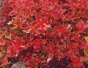 Berberis Admiration - © Jardiland