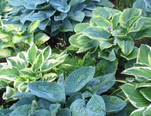 Hostas panachés