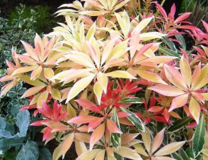Pieris Flaming Silver - © Truffaut