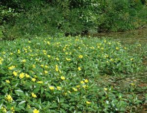 Plantes invasives