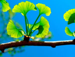 Cultiver des plantes médicinales