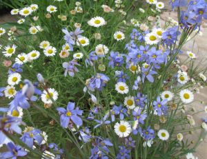 Erigeron