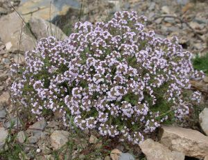 Thym (Thymus vulgaris)