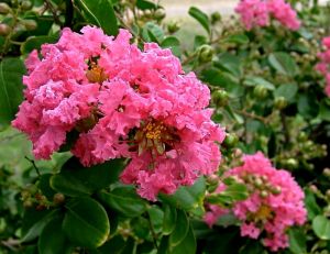 Les rhododendrons