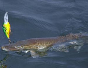L’efficacité des poissons nageurs n’est plus à prouver