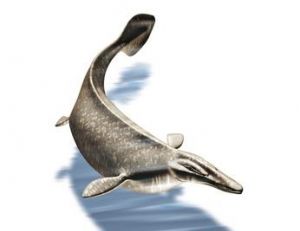 Reconstitution d’un reptile marin