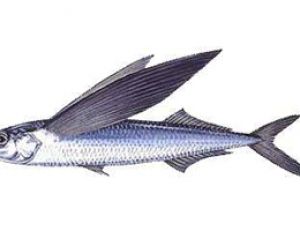 Exocet