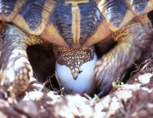Ponte de tortue Hermann ©Village des Tortues (SOPTOM)