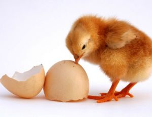 …qui de la poule ou de l'oeuf ?