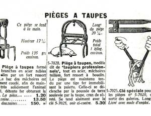 Sale temps pour les taupes !
