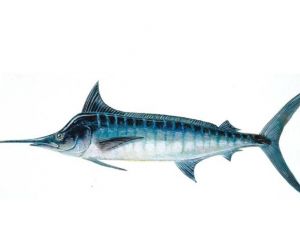 Un marlin... Des marlins