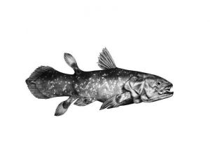 Coelacanthe