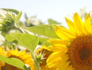 Les tournesols attirent les abeilles