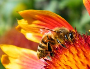 Attirer les abeilles dans son jardin