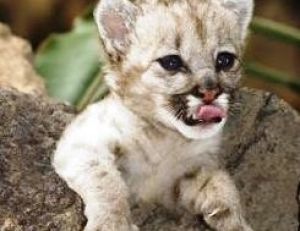 Bébé de puma âgé de quelques jours