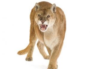 Le puma n’est pas un gros chat