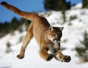 Le puma est aussi un animal de montagne