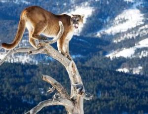 Le puma ou un lion des montagnes ?