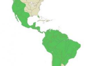 Aire de répartition du puma