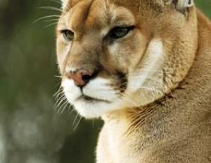 Puma mâle adulte