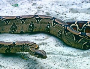 Python molure