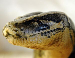 Tête de python molure
