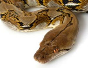 Python réticulé