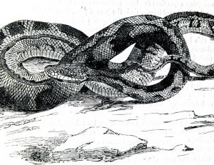 Python de Seba
