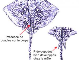 Caractéristiques anatomiques de la raie bouclée