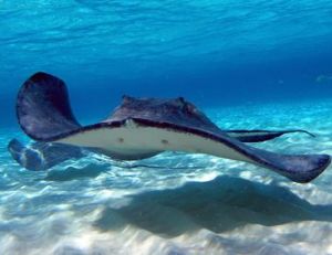 Les raies : des requins aplatis