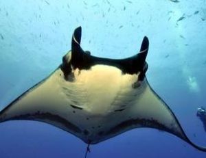 Raie manta