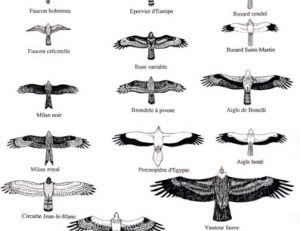 Silhouettes de rapaces en vol