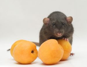 Il existe des solutions qui permettent de capturer l'animal sans le blesser