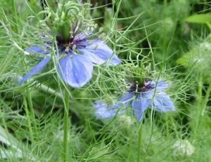 Récolte nigelle Damas