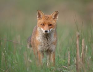 Renard roux