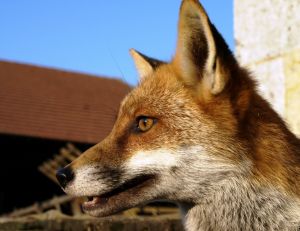 Un renard autour des maisons
