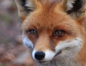 Un regard de renard qui en dit long...