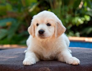 Apprendre la propreté à un chiot
