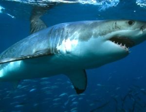 Requin blanc
